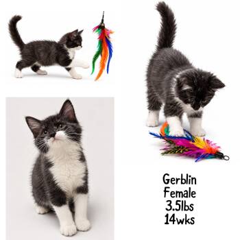 Gerblin -  Domestic Short Hair Cat for Adoption in Gainesville, Virginia - Gerblin | PetCurious