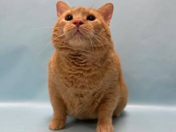 Rescue Domestic Short Hair Cats for Adoption in Minneapolis, Minnesota - Floki | PetCurious