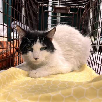 Artemis -  Domestic Medium Hair Cat Available for Adoption in Las Cruces, New Mexico - Artemis | PetCurious