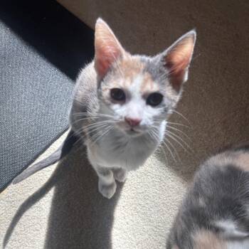 Judy -  Dilute Calico Cat for Adoption in Woodinville, Washington - Judy | PetCurious
