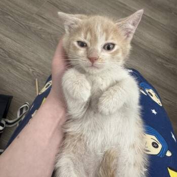 Teddy -  Domestic Short Hair Cat for Adoption in San Antonio, Texas - Teddy | PetCurious