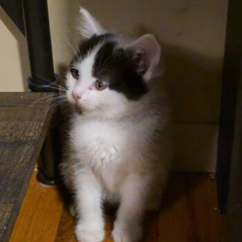 Domestic Short Hair Cats Available for Adoption in Grantsville, Utah - Pebbles Aka Strawberry Shortcake | PetCurious