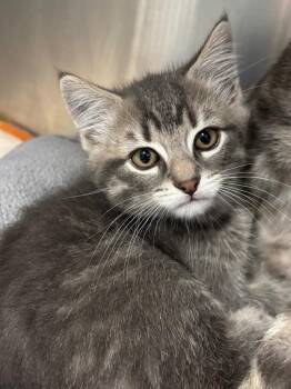 Owen -  Domestic Short Hair Cat for Adoption in Bloomington, Indiana - Owen | PetCurious