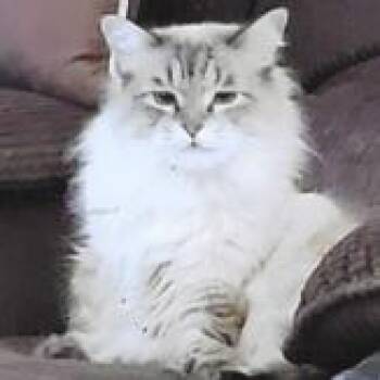 Domestic Long Hair and Siamese Cats Available for Adoption in Richmond, California - PRECIOUS | PetCurious