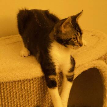 Arthur -  Domestic Short Hair Cat for Adoption in Santa Rosa, California - Arthur | PetCurious