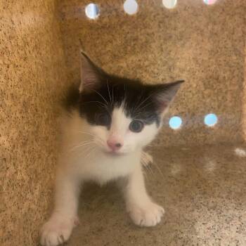 Domestic Short Hair Cats Available for Adoption in Memphis, Tennessee - Chewie | PetCurious