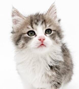 Sissy is WOW gorgeous and WOW sweet -  Ragdoll and Tabby Cat for Adoption in Bedford Hills, New York - Sissy Is WOW Gorgeous And WOW Sweet | PetCurious