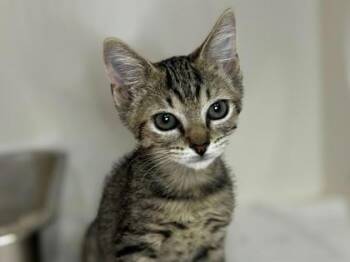 Sponge @ PetSmart Walker Rd -  Tabby Cat for Adoption in Newberg, Oregon - Sponge @ PetSmart Walker Rd | PetCurious