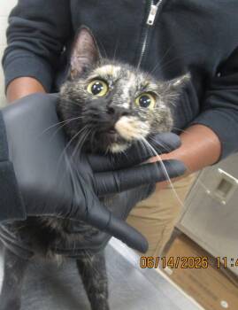 Nelly(622) -  Domestic Short Hair Cat for Adoption in Marietta, Georgia - Nelly(622) | PetCurious