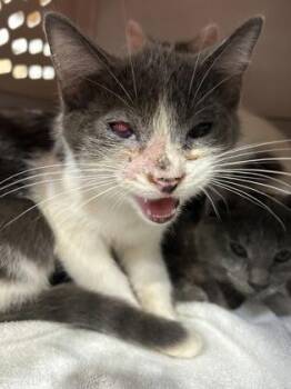 Gabe -  Domestic Short Hair Cat for Adoption in Cincinnati, Ohio - Gabe | PetCurious
