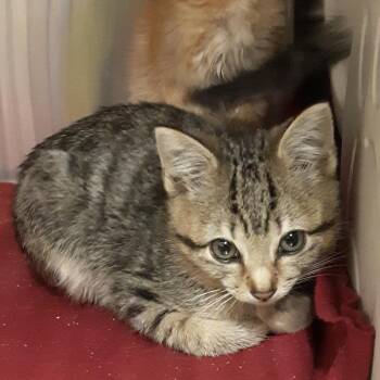 Tiffany -  Domestic Short Hair Cat for Adoption in Spokane, Washington - Tiffany | PetCurious