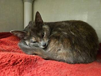 Domestic Short Hair Cats Available for Adoption in Fort Collins, Colorado - Mimi | PetCurious