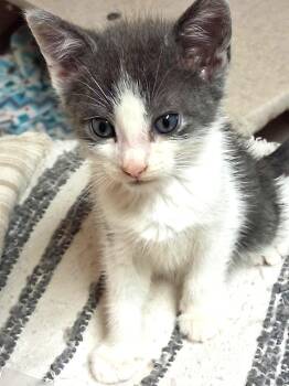 Rescue Domestic Short Hair Cats for Adoption in Wayne, New Jersey - Elliot | PetCurious