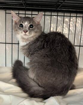Domestic Long Hair Cats Available for Adoption in Savannah, Georgia - Jam | PetCurious