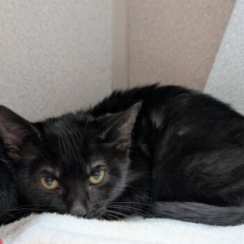 Lima -  Domestic Short Hair Cat for Adoption in Pittsburgh, Pennsylvania - Lima | PetCurious