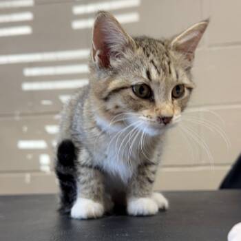 Rescue Domestic Short Hair Cats for Adoption in Jacksboro, Tennessee - Ruth | PetCurious