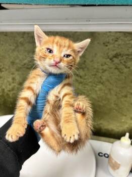 NISSAN -  Domestic Short Hair Cat for Adoption in Riverside, California - NISSAN | PetCurious