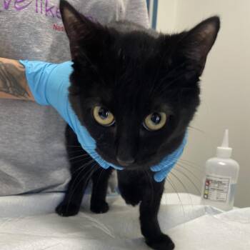 Mars -  Domestic Short Hair Cat for Adoption in Nashville, Tennessee - Mars | PetCurious