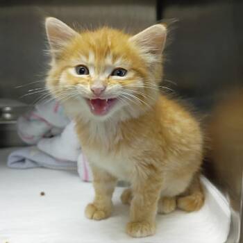 Domestic Medium Hair Cats Available for Adoption in Fort Smith, Arkansas - Toulouse | PetCurious