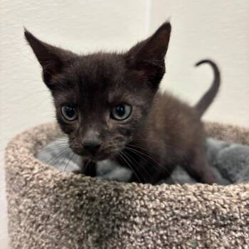 Arowana -  Domestic Short Hair Cat for Adoption in Long Beach, California - Arowana | PetCurious