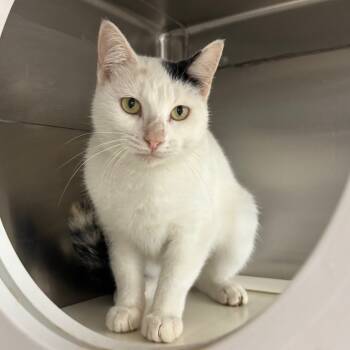 Rescue Domestic Short Hair Cats for Adoption in Corpus Christi, Texas - Zwei | PetCurious