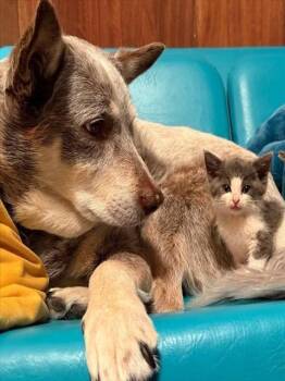 CAMI -  Domestic Short Hair Cat for Adoption in Martinez, California - CAMI | PetCurious