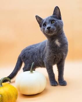 Rescue Domestic Short Hair Cats for Adoption in Springfield, Missouri - La Ratte | PetCurious