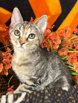 5/28/26 Naan -  Domestic Short Hair Cat for Adoption in Stillwater, Oklahoma - 5/28/26 Naan | PetCurious