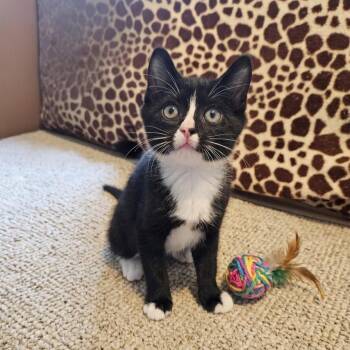Genesis -  Domestic Short Hair Cat for Adoption in Villa Park, California - Genesis | PetCurious