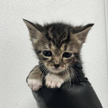 Domestic Short Hair Cats Available for Adoption in Abilene, Texas - Malbec | PetCurious
