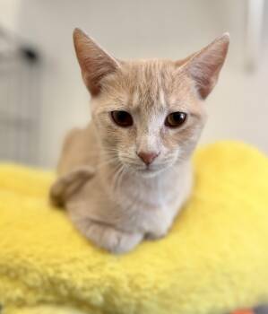 Sugar -  Domestic Short Hair Cat for Adoption in Sonora, California - Sugar | PetCurious
