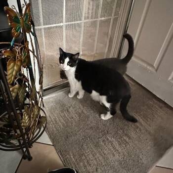 Rescue Domestic Short Hair Cats for Adoption in Beverly Hills, California - Simba | PetCurious