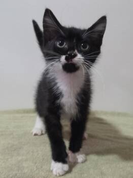 Custard - Preadoption ONLY -  Domestic Short Hair Cat for Adoption in Chilliwack, British Columbia - Custard - Preadoption ONLY | PetCurious