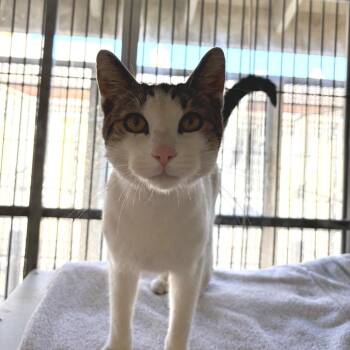 Rocket -  Domestic Short Hair Cat for Adoption in Goleta, California - Rocket | PetCurious
