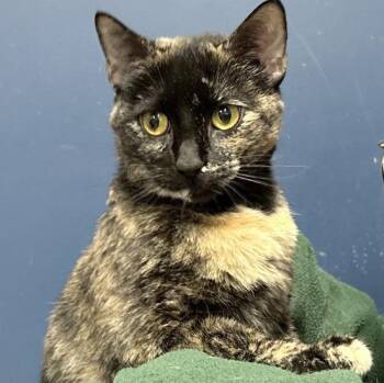 Domestic Short Hair Cats Available for Adoption in Columbus, Indiana - Meowly Cyrus | PetCurious