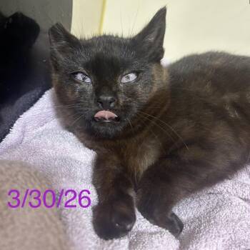 Joanie -  Domestic Short Hair Cat for Adoption in Mocksville, North Carolina - Joanie | PetCurious