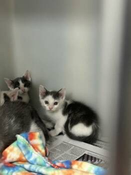 Rescue Domestic Short Hair Cats for Adoption in Cumming, Georgia - Onion 1767-25 | PetCurious