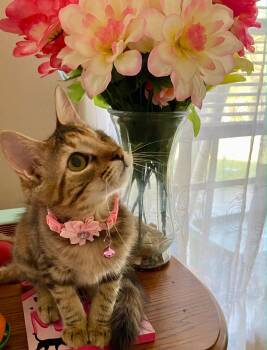 Precious the kitten -  Calico and Tabby Cat for Adoption in Falmouth, Maine - Precious The Kitten | PetCurious