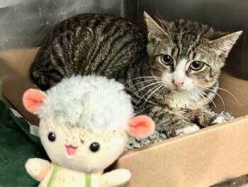 Rescue Domestic Short Hair Cats for Adoption in New York, New York - Horizon | PetCurious