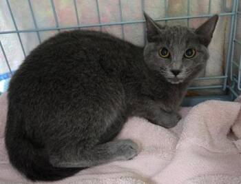 Rose -  Domestic Short Hair Cat for Adoption in Gainesville, Florida - Rose | PetCurious