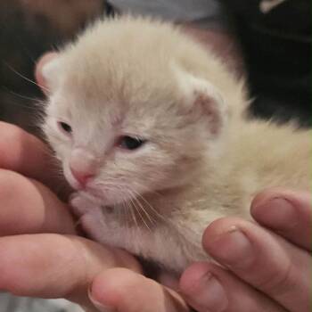 Domestic Short Hair Cats Available for Adoption in Inman, South Carolina - Feta | PetCurious