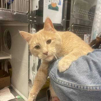 Domestic Short Hair Cats Available for Adoption in Port Townsend, Washington - Harley | PetCurious