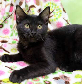 Domestic Short Hair Cats Available for Adoption in Tierra Verde, Florida - Martini | PetCurious