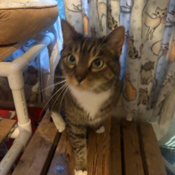 Jangle -  Domestic Short Hair Cat for Adoption in Kenosha, Wisconsin - Jangle | PetCurious
