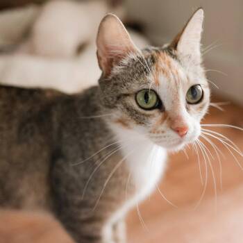 Rosemary -  Domestic Short Hair Cat for Adoption in Dallas, Texas - Rosemary | PetCurious
