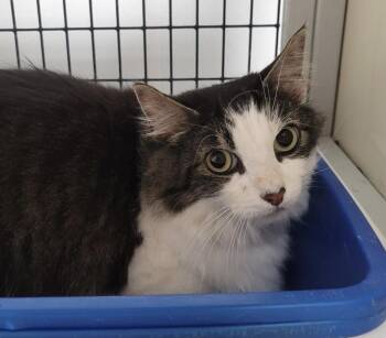 Domestic Long Hair Cats Available for Adoption in Fort Madison, Iowa - Bea | PetCurious