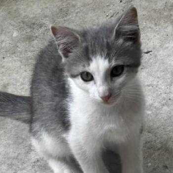 Brandi -  Domestic Short Hair Cat for Adoption in Denison, Texas - Brandi | PetCurious