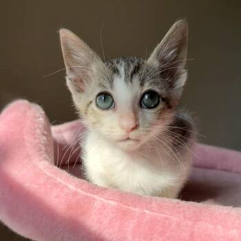 Domestic Short Hair Cats Available for Adoption in Tampa, Florida - Dobby | PetCurious