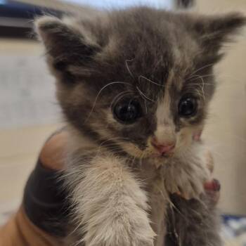 Domestic Short Hair Cats Available for Adoption in Lake Panasoffkee, Florida - 66240 | PetCurious