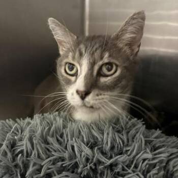 George -  Domestic Short Hair Cat for Adoption in Blairsville, Georgia - George | PetCurious